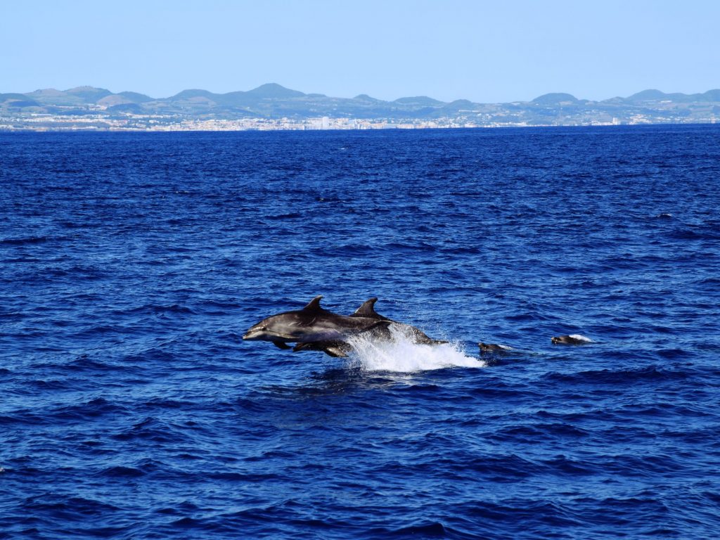 Dauphins sautant au large de São Miguel. Dauphins sautant au large de São Miguel.