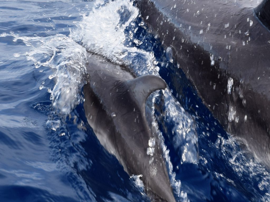 Bébé dauphin avec sa mère devant São Miguel Bébé dauphin avec sa mère devant São Miguel