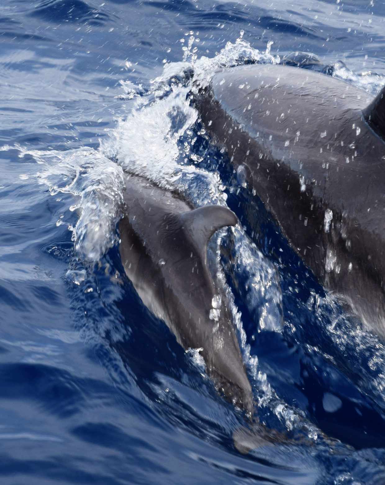 Dolphin baby with mother in front of São Miguel