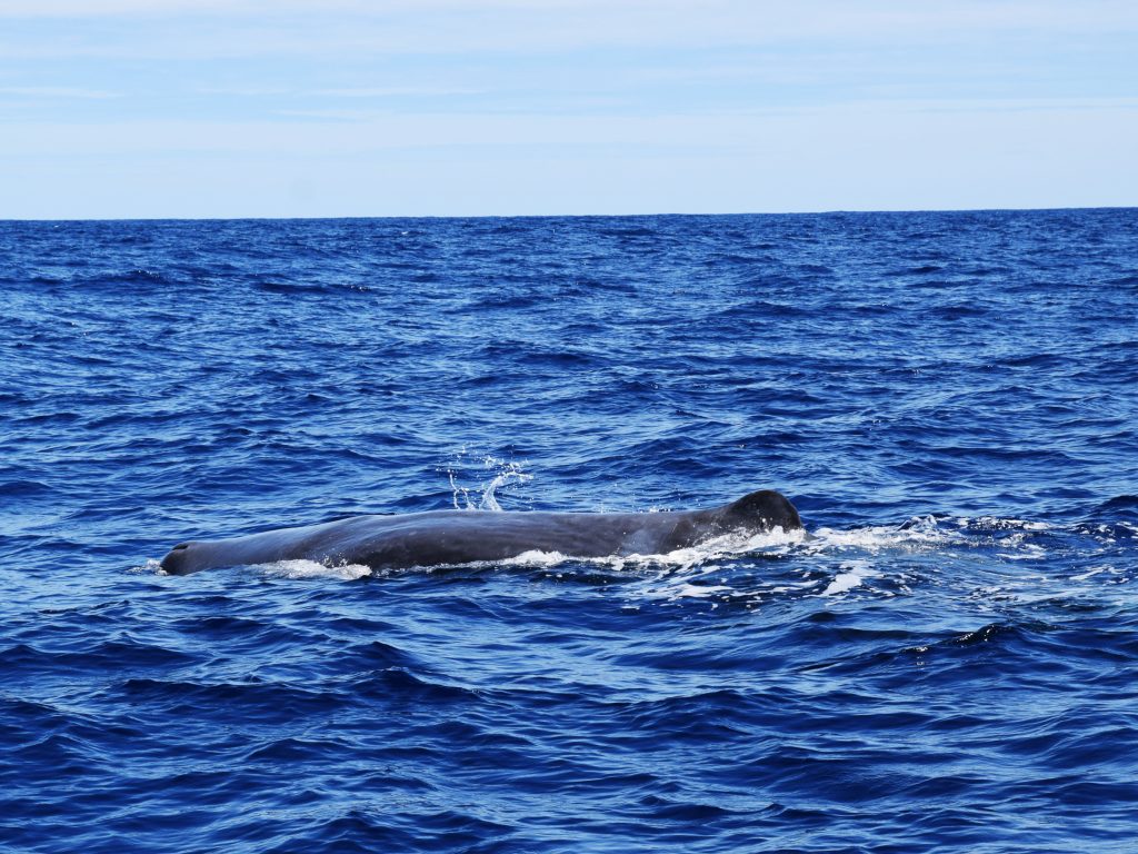 Whales and Dolphins near São Miguel - Whale watching in the Azores