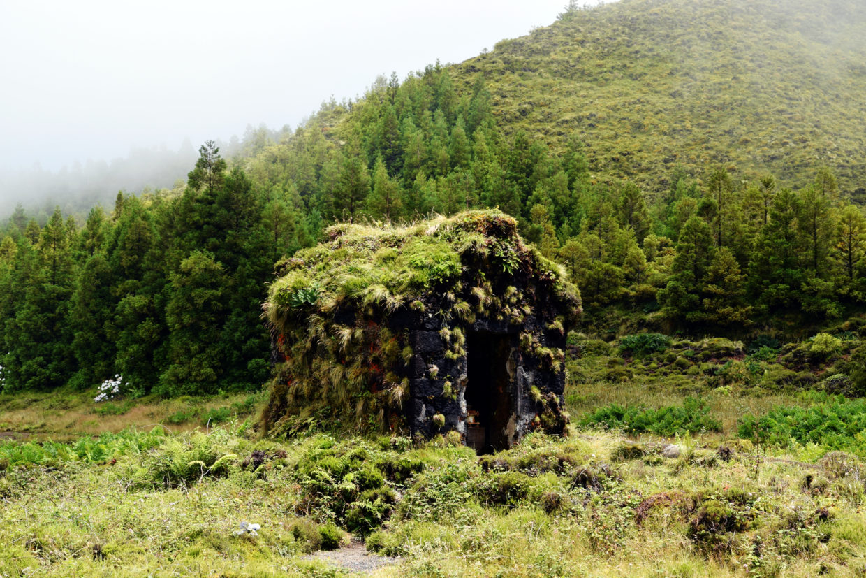 Abri de pompe envahi par les plantes