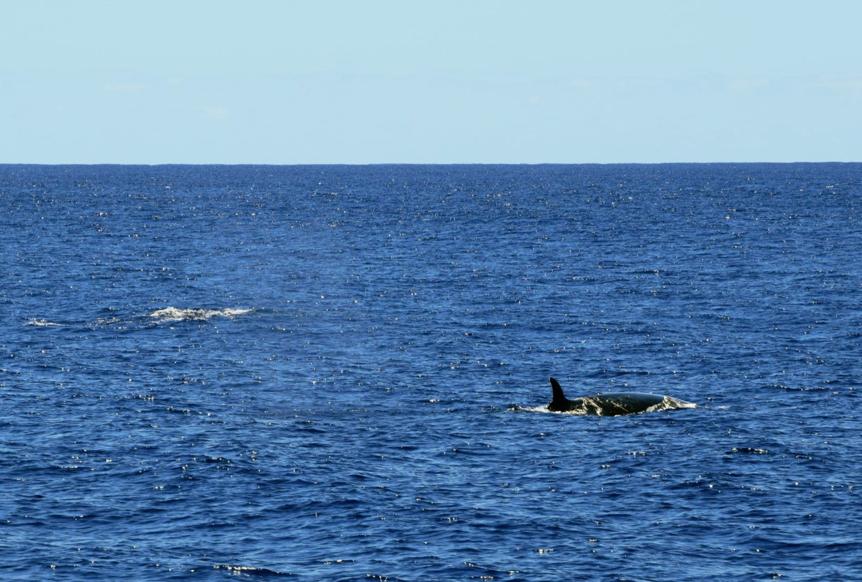 Sei whale near Sao Miguel