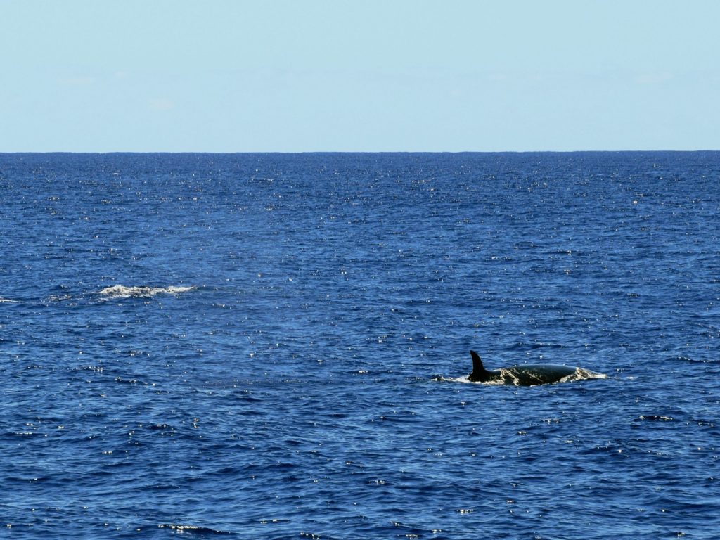 Rorqual boréal en migration Rorqual boréal en migration