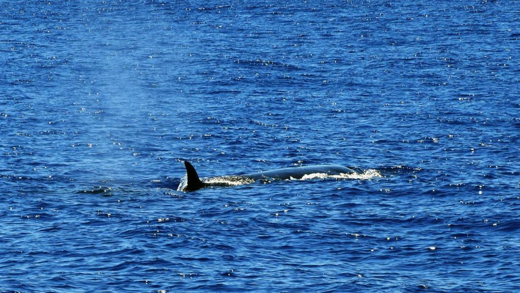 Sei whale near São Miguel