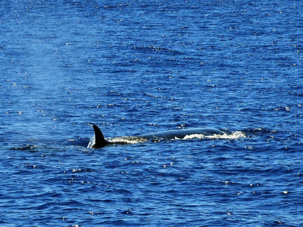 Rorqual boréal en migration Rorqual boréal en migration