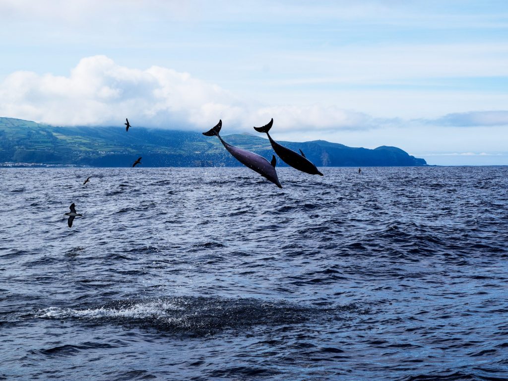Dauphins sautant au large de São Miguel. Dauphins sautant au large de São Miguel.
