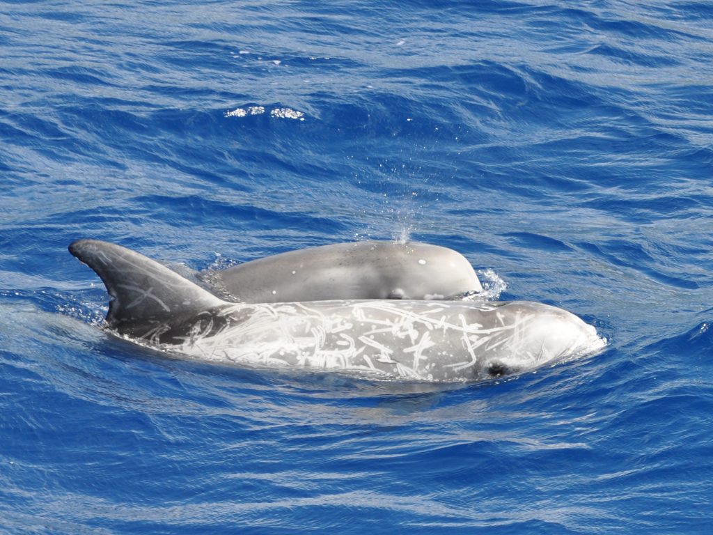 Dauphin de Risso Dauphin de Risso
