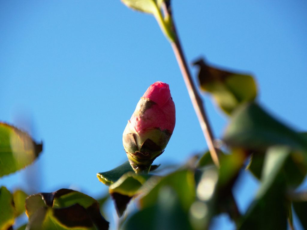 Blossom on the way to the small port of Nordeste Blossoms can be seen on São Miguel all year round