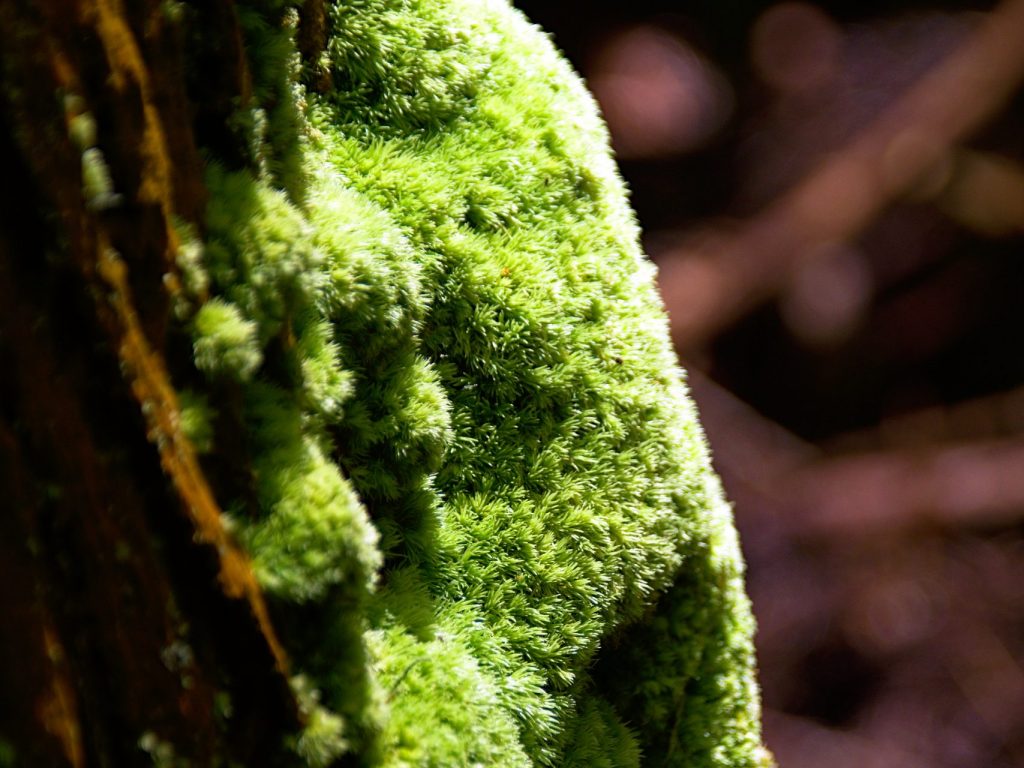 Por ser húmido o ano todo, crescem aqui muitos tipos de musgo. Musgo a crescer num tronco de árvore na Mata Jardim José do Canto.
