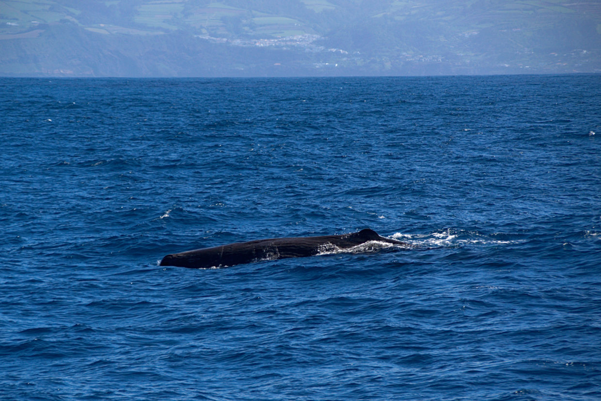 Sperm whale by São Miguel