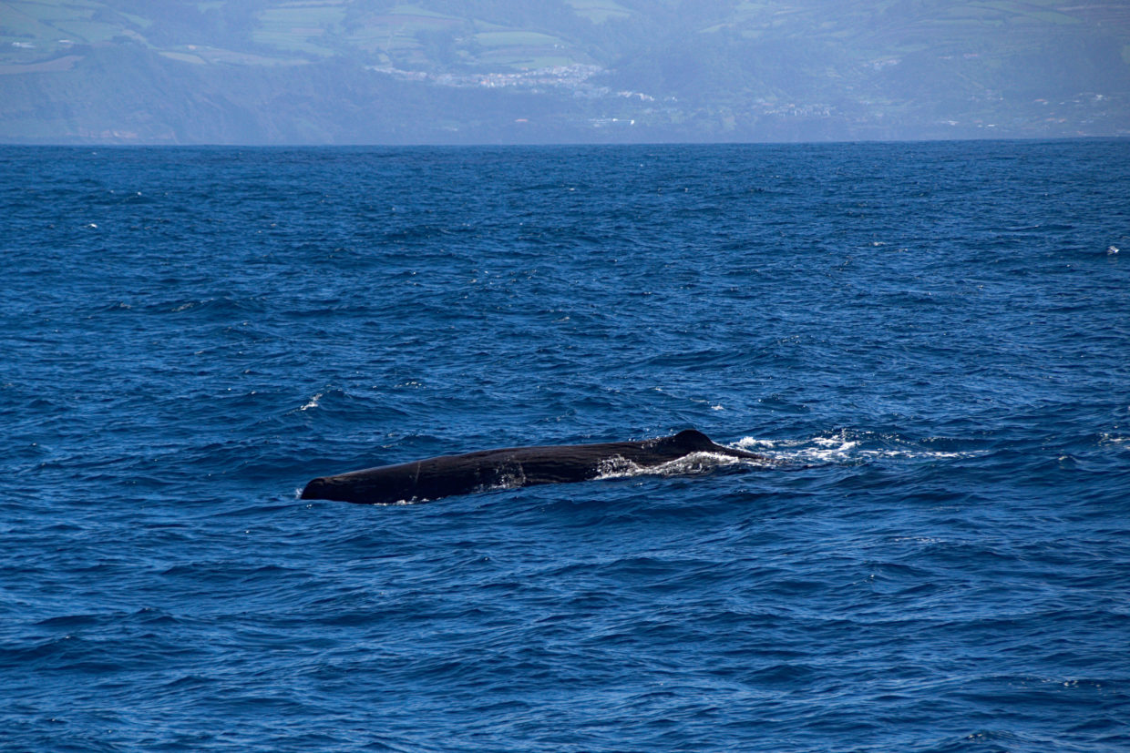 Cachalote na frente de São Miguel