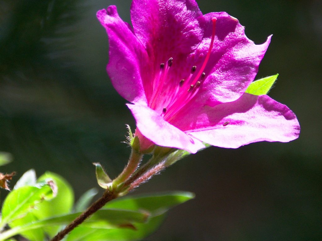 Rododendro Na Mata-Jardim José do Canto, crescem muitas plantas diferentes, como este rododendro.