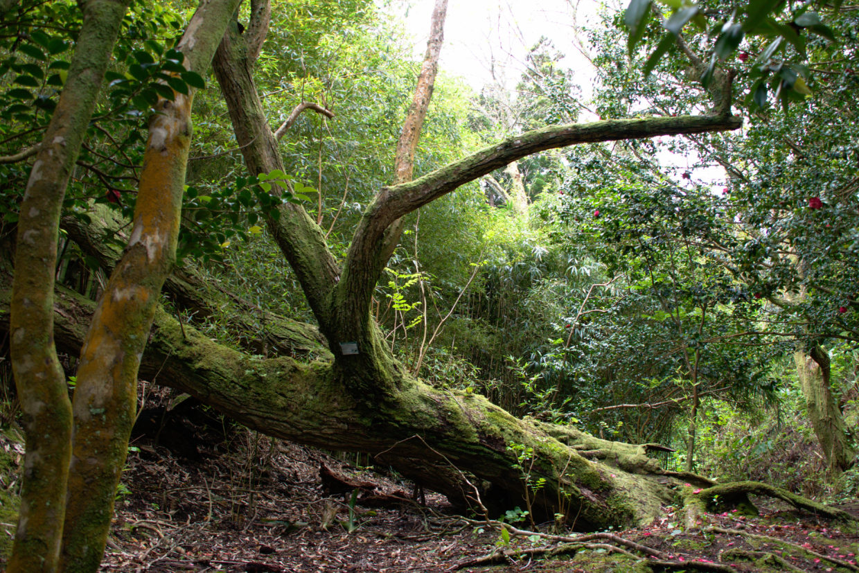 Ein von Moos bewachsener und umgestürzter Baum in der Nähe des Eingangs des Mata-Jardim José do Canto.