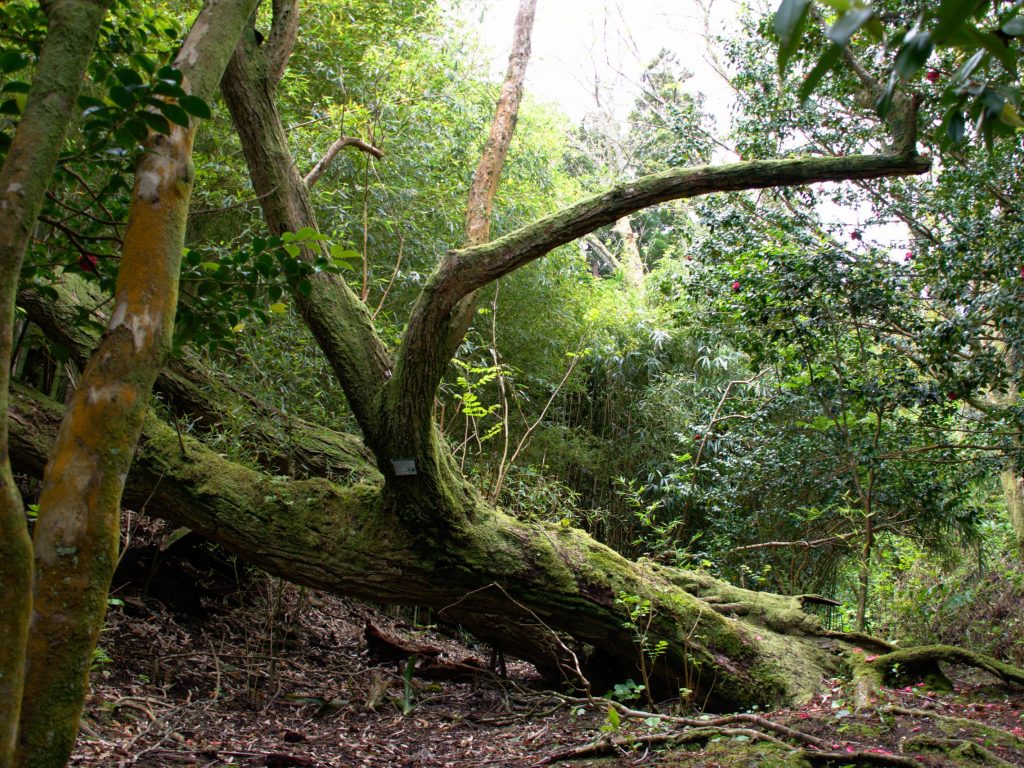 Formas especiais na Mata-Jardim José do Canto Uma árvore derrubada e coberta por musgo perto da entrada da Mata-Jardim José do Canto.