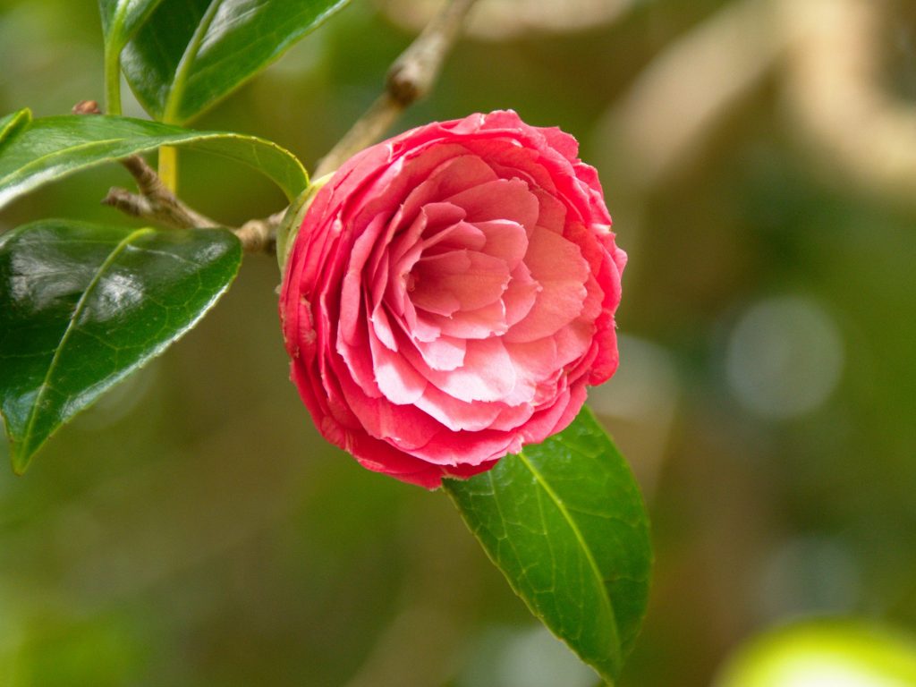 Camellia Flor de camélia na Mata Jardim José do Canto