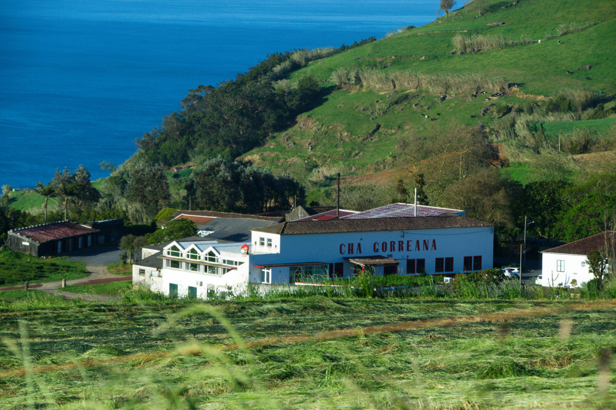 At Chá Gorreana, you can find tea from the neighbouring plantation that comes in various forms and qualities.