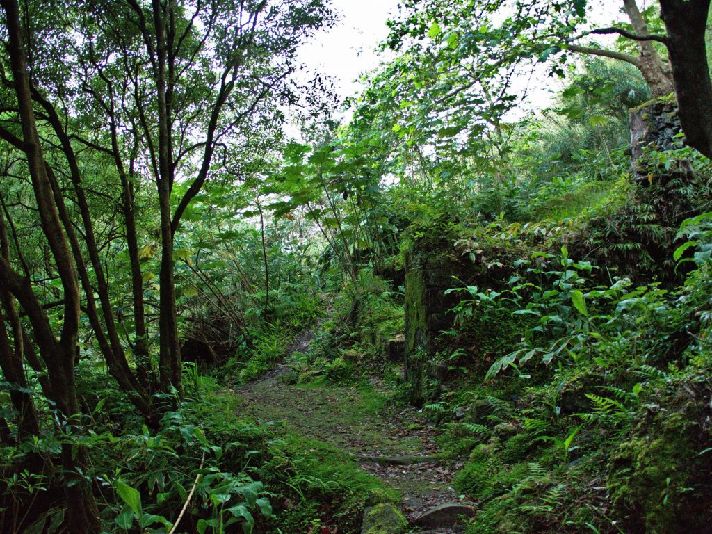 La végétation est dense et les arbres sont renversés, le chemin est un peu mystérieux, surtout au crépuscule. La végétation est dense et les arbres sont renversés, le chemin est un peu mystérieux, surtout au crépuscule.