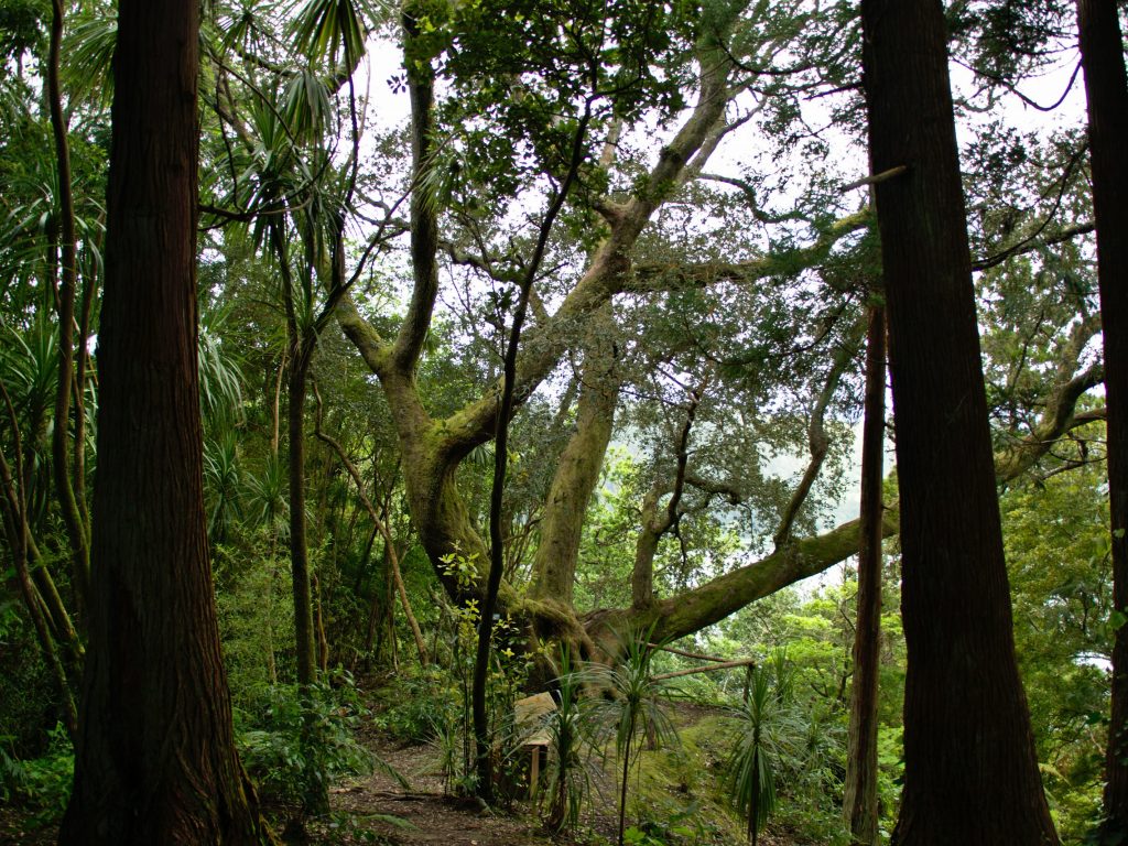 D'aspect mystique, cette pierre envahie par la mousse et un chêne. D'aspect mystique, cette pierre envahie par la mousse et un chêne.
