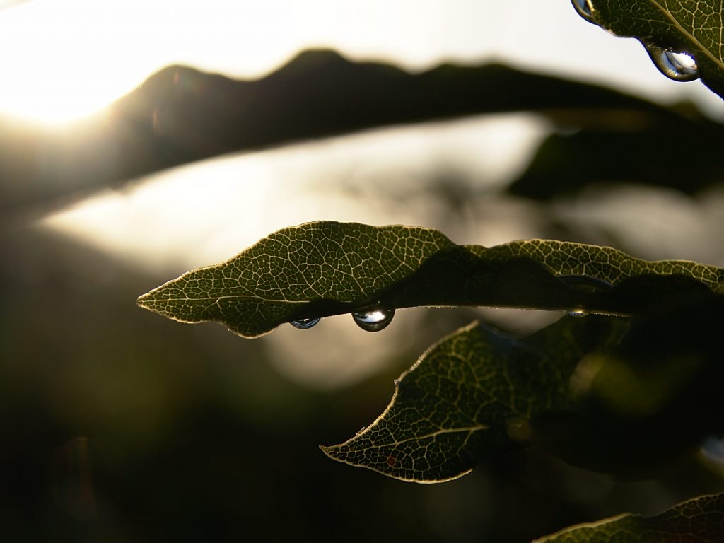 Folha com gotas de chuva, no pôr do sol no Miradouro do Parque Endémico do Pelado Folha com gotas de chuva, no pôr do sol no Miradouro do Parque Endémico do Pelado.