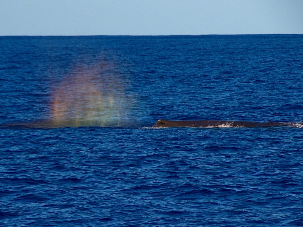 Arc-en-ciel dans la vapeur d'eau du cachalot « M. Liable ». Arc-en-ciel dans la vapeur d'eau du cachalot « M. Liable ».