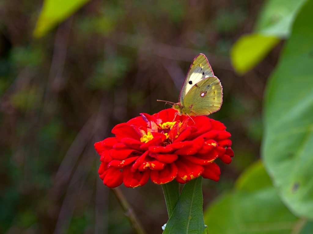 Borboleta numa flor no Miradouro da Ponta do Sossego Borboleta numa flor no Miradouro da Ponta do Sossego