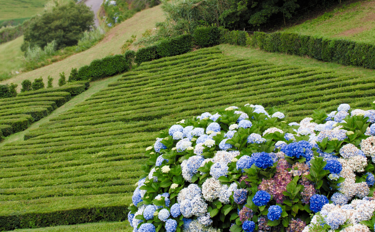 Hydrangeas by the tea plantation "Chá Porto Formoso"