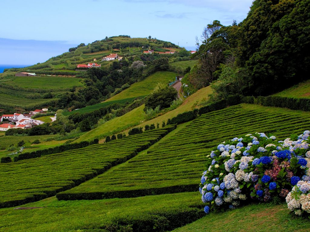 Teeplantage "Chá Porto Formoso" Teeplantage "Chá Porto Formoso"