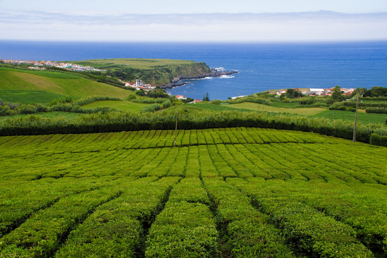 Plantation de thé « Chá Porto Formoso » en face de Porto Formoso