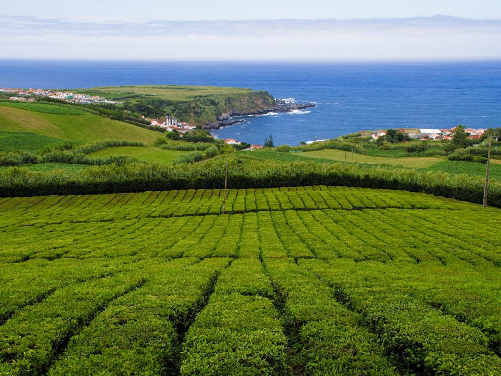 Teeplantage "Chá Porto Formoso" vor Porto Formoso Teeplantage "Chá Porto Formoso" vor dem Ozean und Porto Formoso