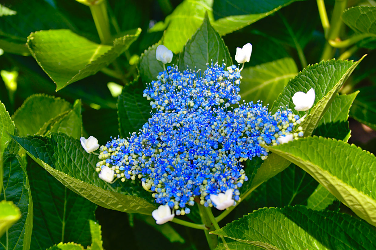 Flores no Jardim da Ribeira do Guilherme