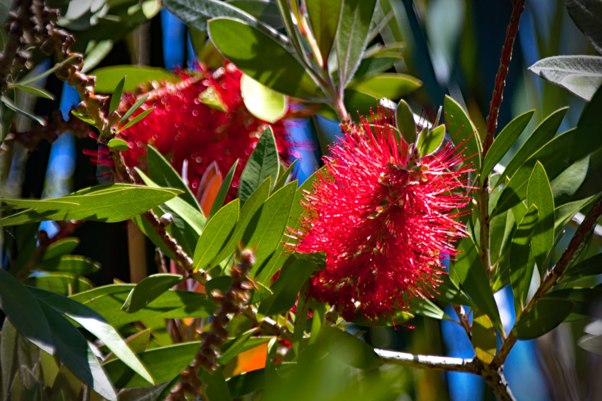 Flores no Jardim da Ribeira do Guilherme