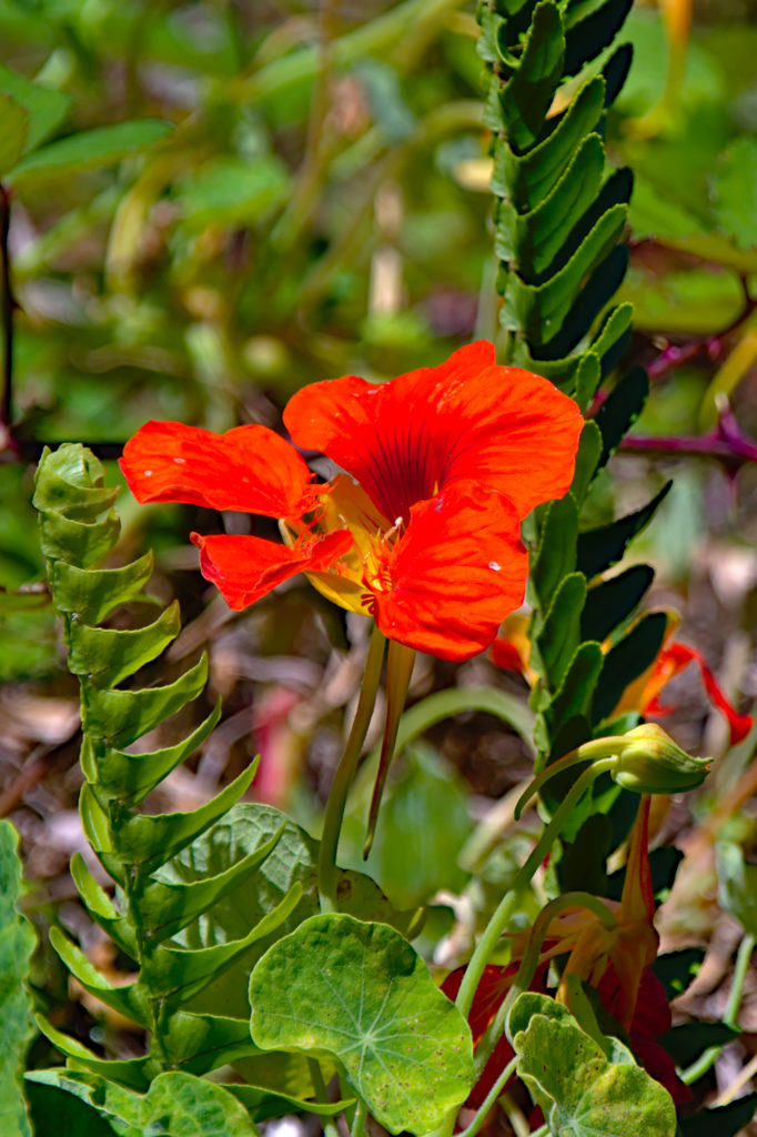 Flores no Jardim da Ribeira do Guilherme