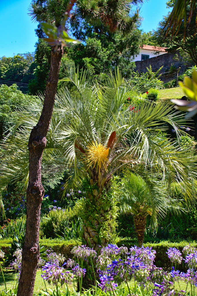 Palmeira no Jardim da Ribeira do Guilherme