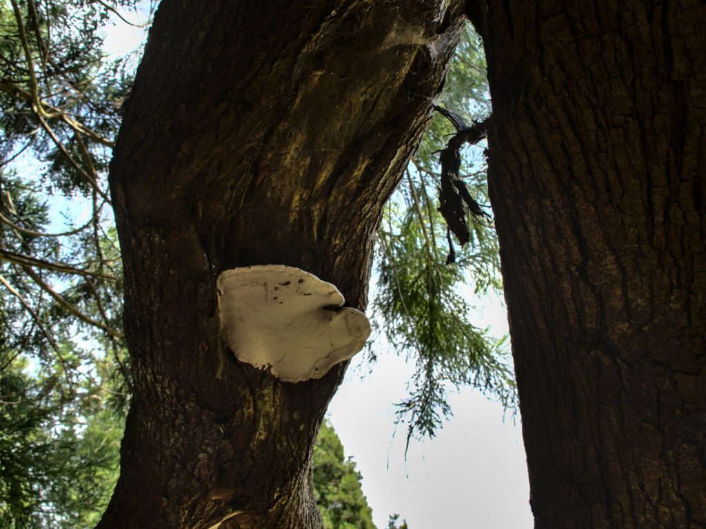 Baumpilz am Wanderweg vom Pico do Ferro zum Lagoa das Furnas Baumpilz am Wanderweg vom Pico do Ferro zum Lagoa das Furnas