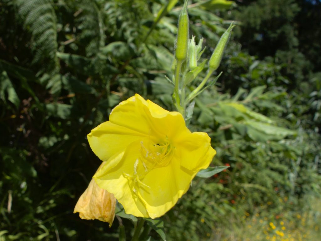 Oenothera biennis blüht auf dem Weg nach Pico da Mafra