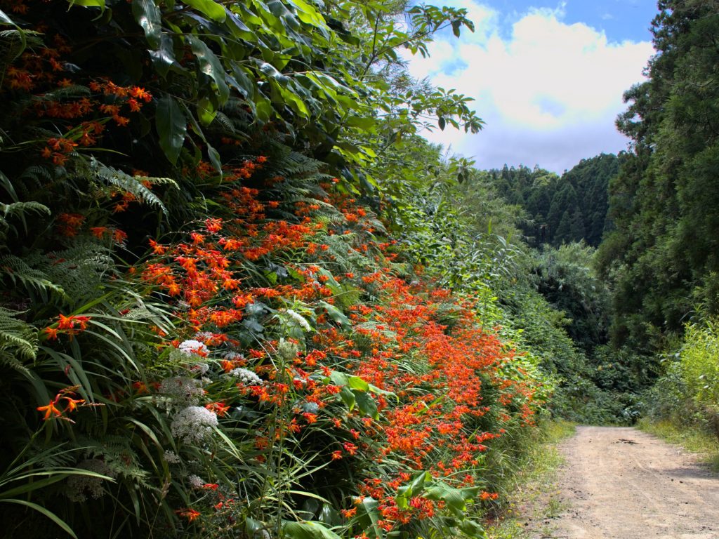 Crocosmia auf dem Weg nach Pico da Mafra