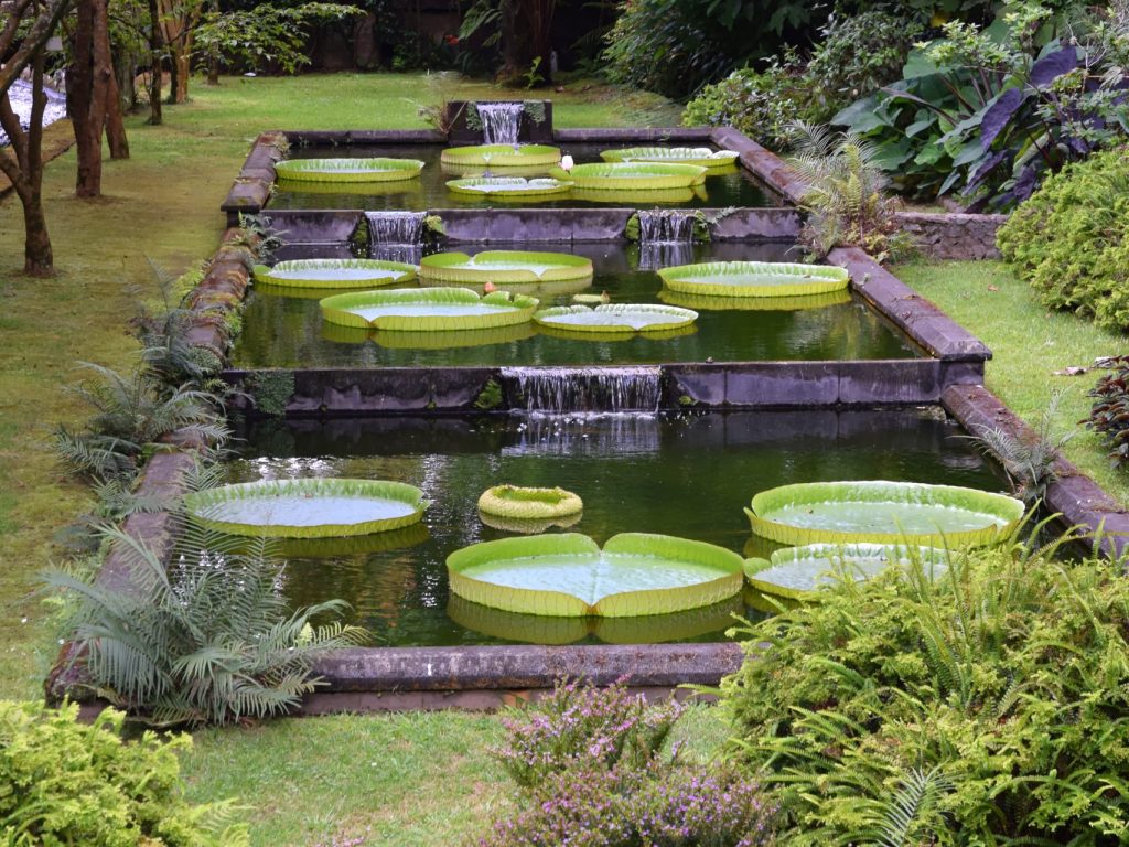 Blätter der Victoria Riesenseerose im Parque Terra Nostra Blätter der Victoria Riesenseerose im Parque Terra Nostra