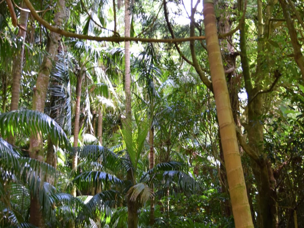 Botanischer Garten im Parque Terra Nostra Botanischer Garten im Parque Terra Nostra