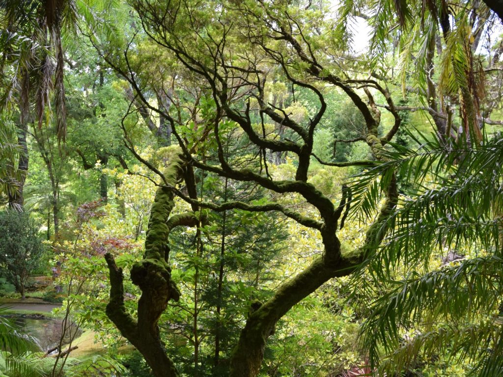 Botanischer Garten im Parque Terra Nostra Botanischer Garten im Parque Terra Nostra