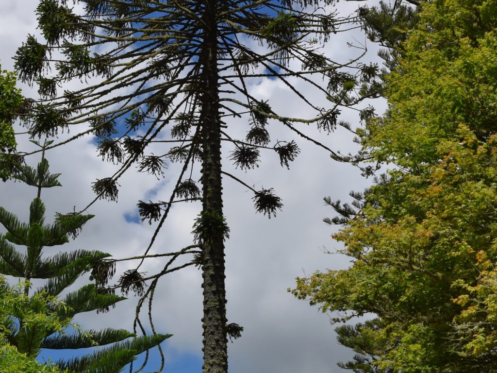 Botanischer Garten im Parque Terra Nostra Botanischer Garten im Parque Terra Nostra