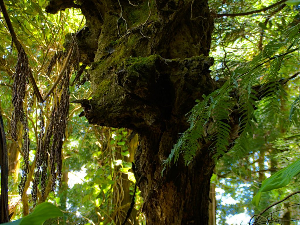 Bäume mit interessanten Formen am Wanderweg vom Pico do Ferro zum Lagoa das Furnas Bäume mit interessanten Formen am Wanderweg vom Pico do Ferro zum Lagoa das Furnas