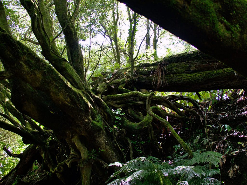 Bäume mit interessanten Formen am Wanderweg vom Pico do Ferro zum Lagoa das Furnas Bäume mit interessanten Formen am Wanderweg vom Pico do Ferro zum Lagoa das Furnas