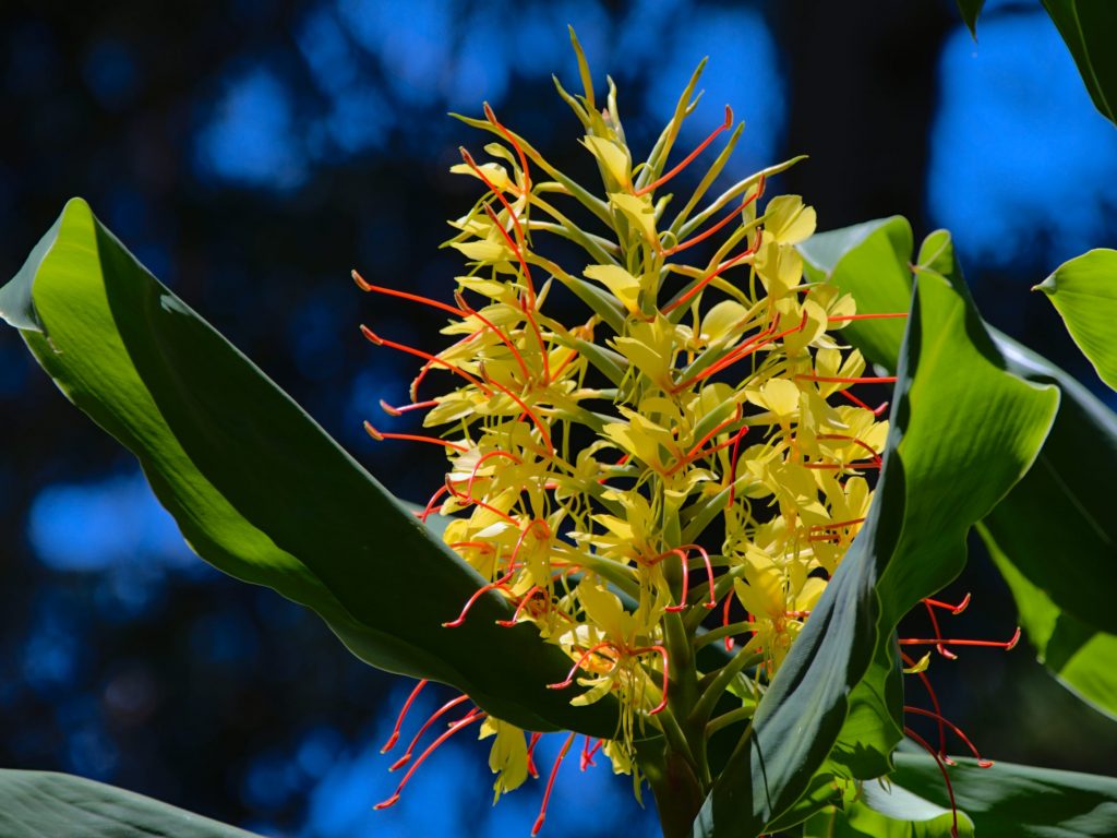 Kahili ginger Kahili ginger