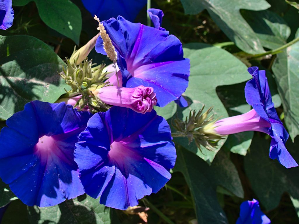 Morning glory next to the trail to the Pico da Mafra Morning glory next to the trail to the Pico da Mafra