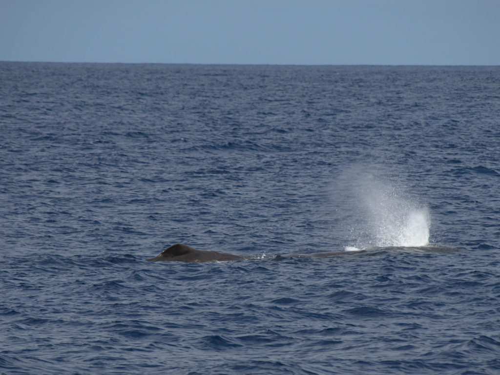Blowout des Pottwal "Mr Liable" Blowout des Pottwal "Mr Liable"