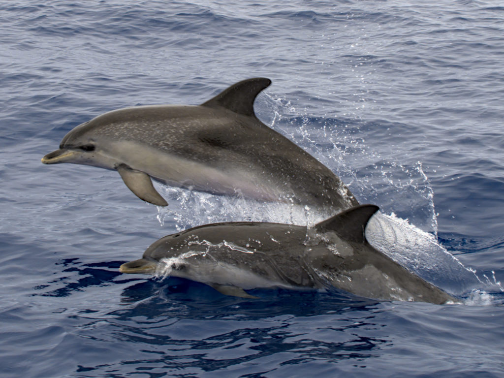 springende Delfine neben dem Boot springende Delfine neben dem Boot