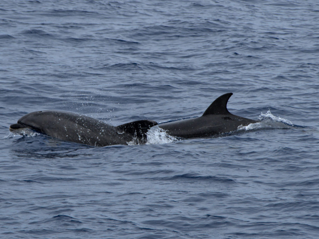 Große Tümmler Große Tümmler