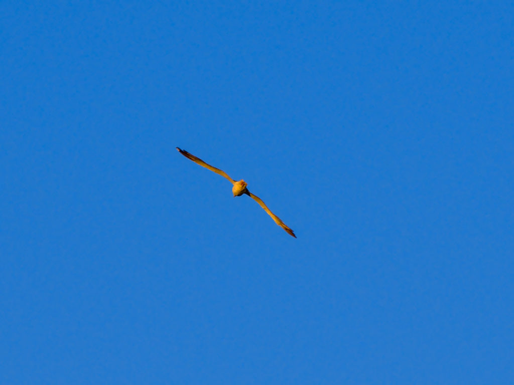 Möwe im Sonnenuntergang über den Lagoa do Fogo Möwe im Sonnenuntergang über den Lagoa do Fogo