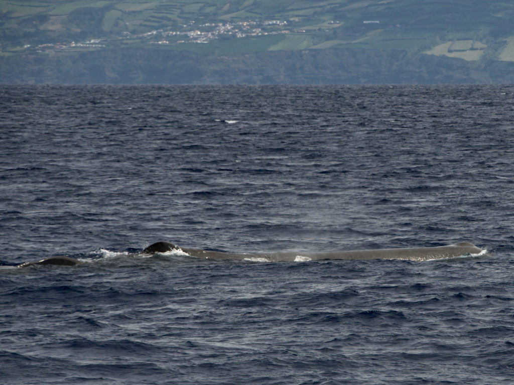 Pottwal "Mr Liable" Pottwal "Mr Liable"