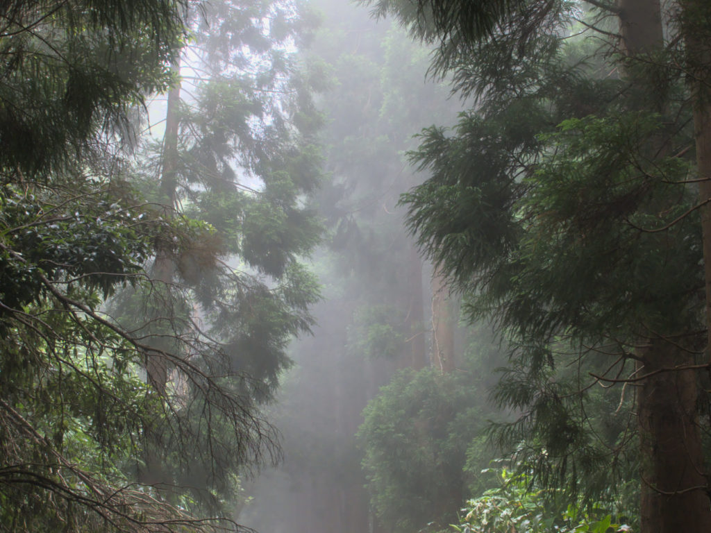 Praia - Lagoa do Fogo Wanderweg im Nebel von Praia zum Lagoa do Fogo am Morgen